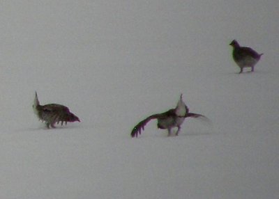 Sharp-tailed Grouse on Lek