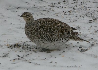 Sharp-tailed Grouse at Ron's