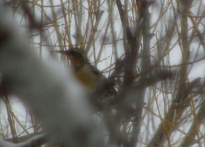 Varied Thrush out window