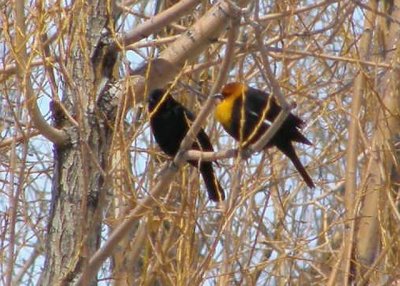 Yellow-headed Blackbird