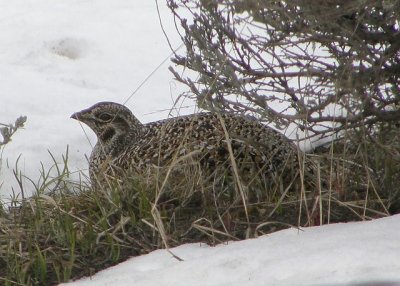 Bob's Sharp-tailed Grouse