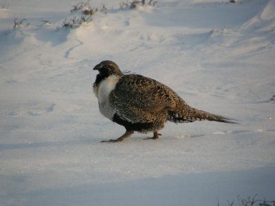 Greater Sage-Grouse