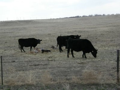 Cattle