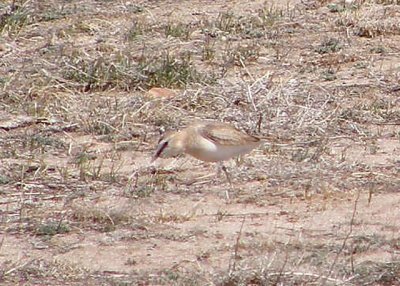 Mountain Plover