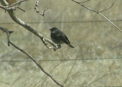 Townsend's Solitaire '