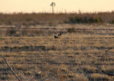 Lesser Prairie-Chicken Lek