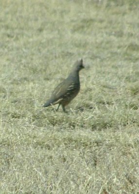 Scaled Quail