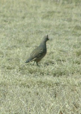 Scaled Quail