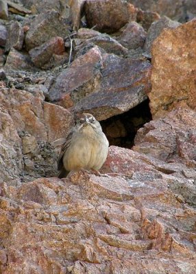 Mad Sparrow