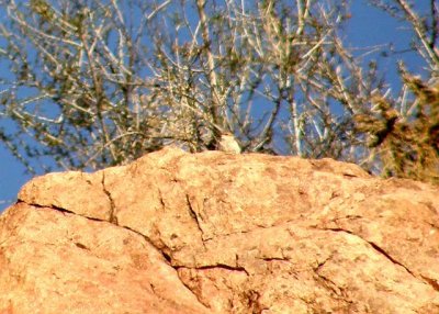 Rock Wren