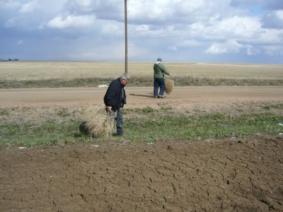 Tumbleweed gathering