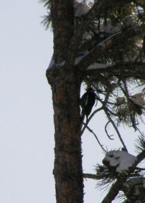 Williamson's Sapsucker