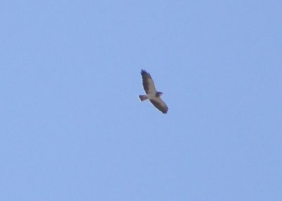 Swainson's Hawk '