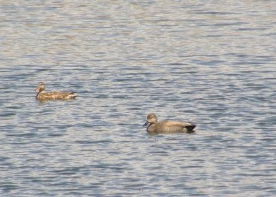 Gadwall