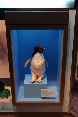 A real stuffed penguin