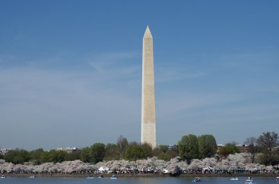 The Washington Monument and the cherry trees