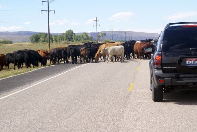 Cattle in the road?
