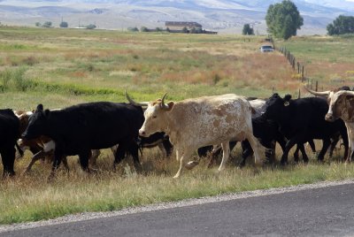 It's a genuine cattle drive!