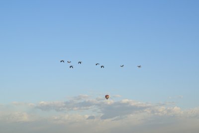 Ballon and canada geese