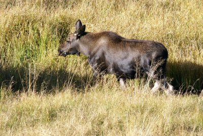 Cow moose