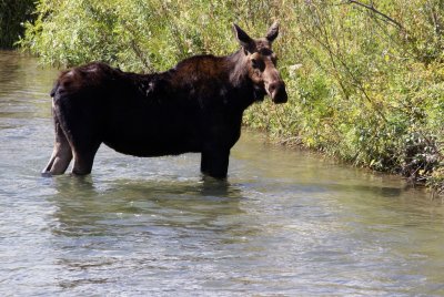 Cow moose in the Snake River