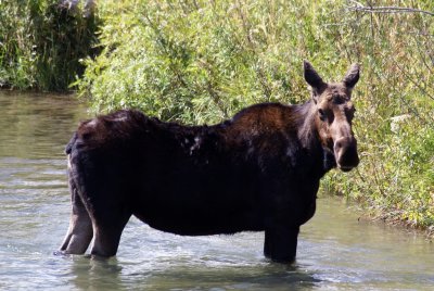 Cow moose in the Snake River #2