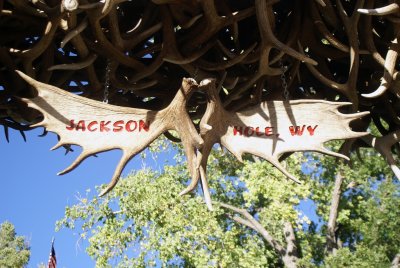 Moose antlers hung from elk antler arch