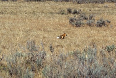 Red fox on the run