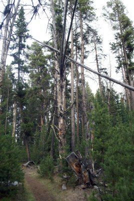 Burned lodgepole pine