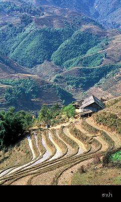Sapa136 copy.jpg