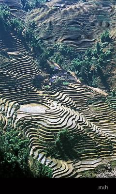 Sapa158 copy.jpg