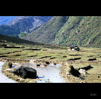 Sapa167 copy.jpg
