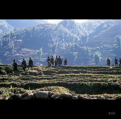 Sapa172 copy.jpg