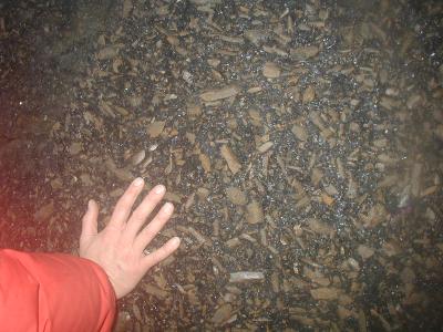 11- Erebus crystals eroding out of lava rock in an ice cave.JPG