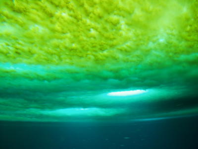 Ob tube sea ice underside algae.JPG