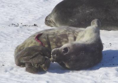 Seal newborn moving .JPG