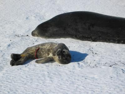Seal pup cute again.jpg