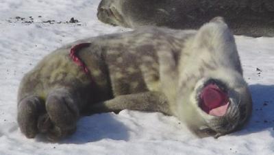 Weddell Seal Reseach Camp