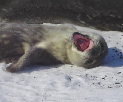 Seal pup yawning closer.JPG