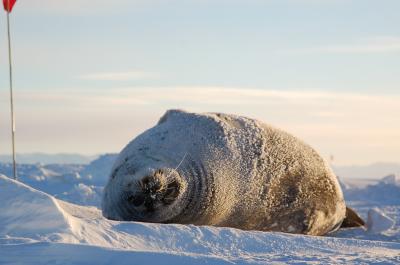 Well insulated seal.JPG