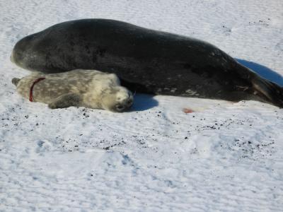 Seal pup with umbilicus.jpg