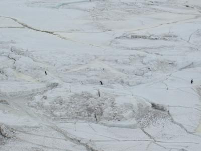 Adelies contending with extensive sea ice on way to feeding.JPG