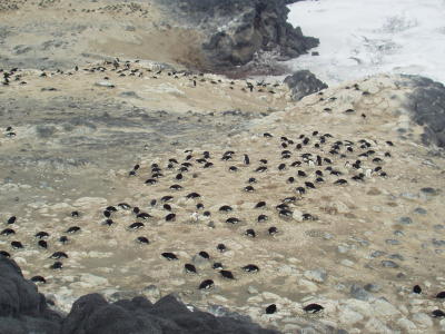 Nesting Adelie penguins .JPG