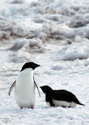 Adelie Penguins 038.jpg