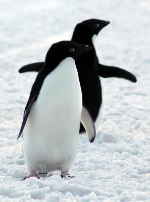 Adelie Penguins pair.jpg