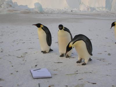 Beaufort Isl. Emporer Penguin Colony