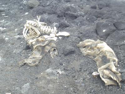 Cape Royds Shackletons Hut area seal carcasses.JPG