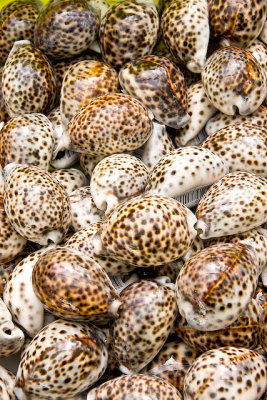 shells 2