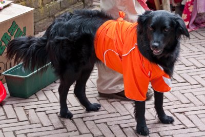 Dog in the queen's color orange