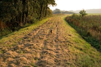 border terriers